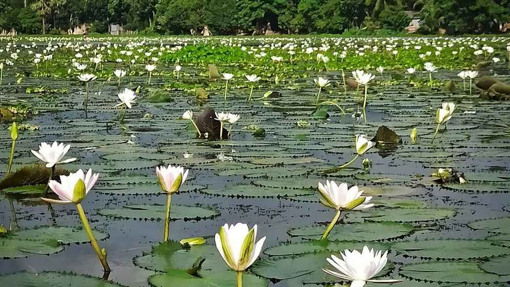 মণিরামপুরে শাপলা তুলতে গিয়ে দুই শিশুর মৃত্যু