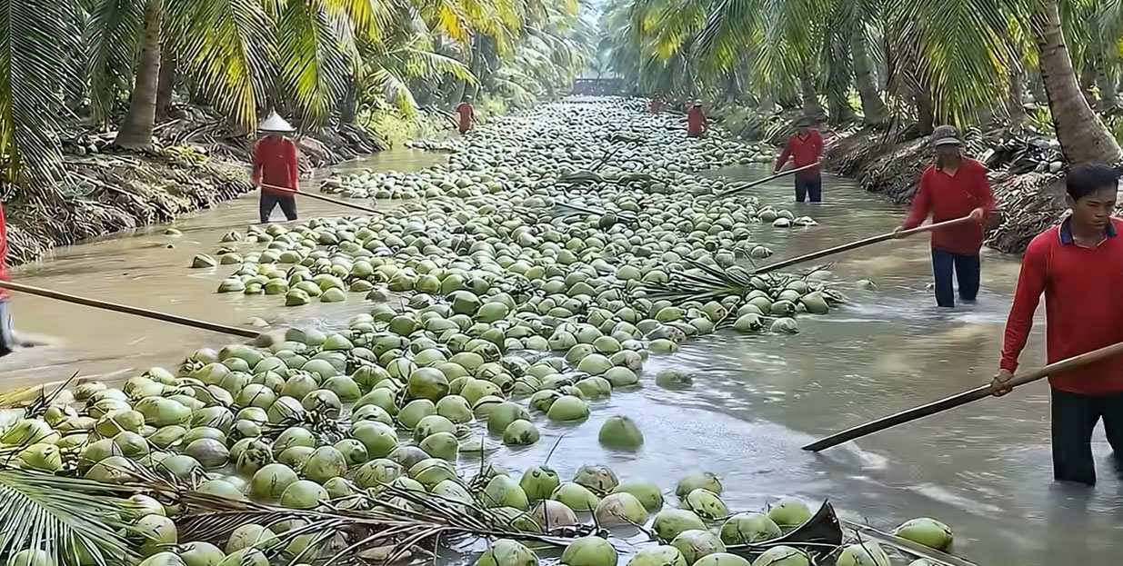 ইন্দোনেশিয়ার  নারকেল চাষ