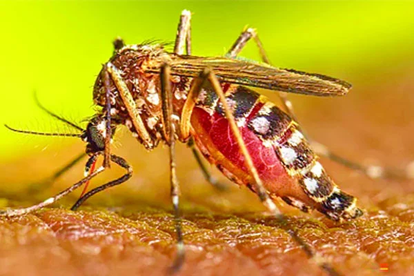 ডেঙ্গুতে একদিনে ৩ জনের মৃত্যু