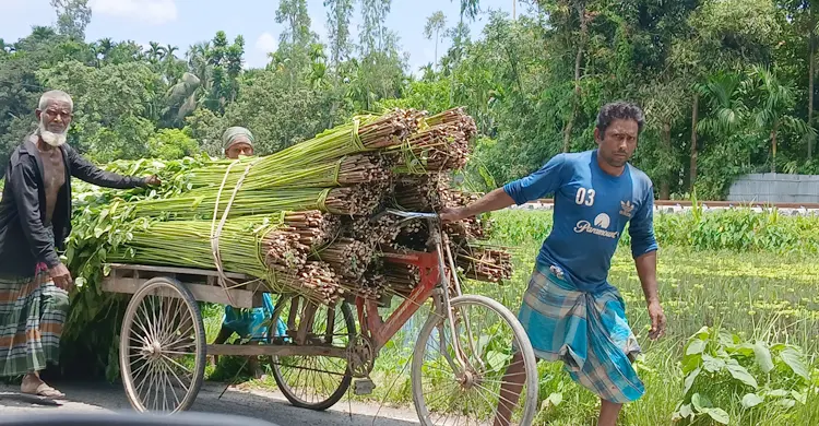 পা‌নি সংকটে কুড়িগ্রামে বিপাকে পাটচাষিরা