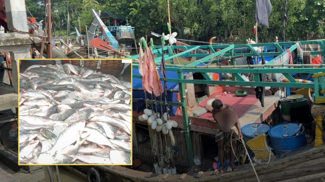 এক জালে মিললো ১০০ মণ ইলিশ