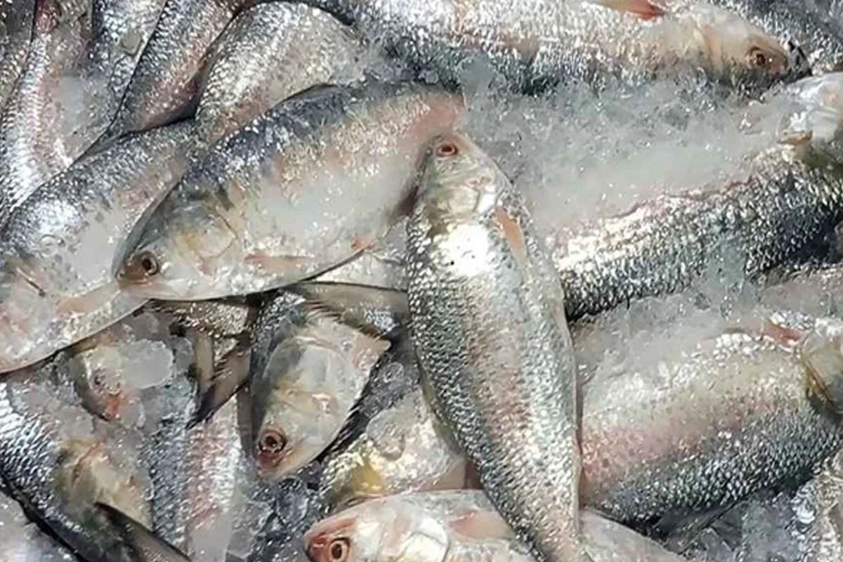 ভারত থেকে বাংলাদেশে এলো ৫০০ টন ইলিশ