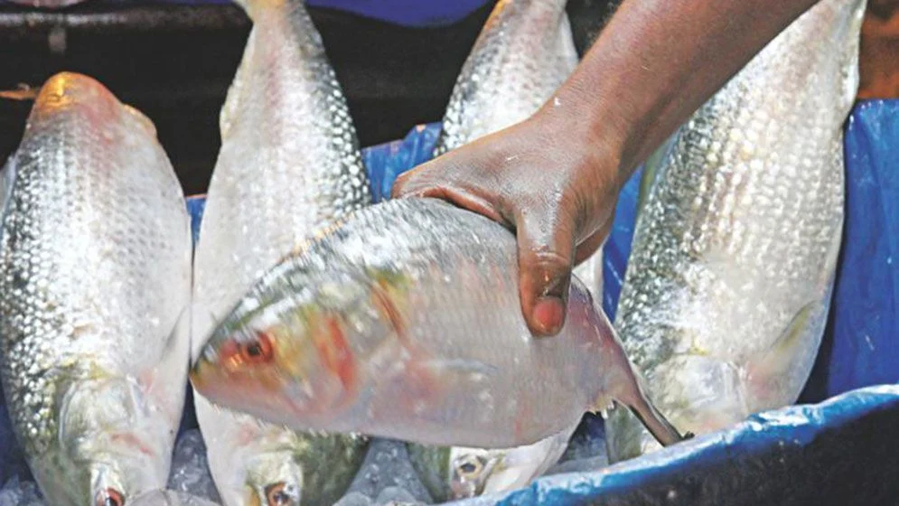 দুর্গাপূজা উপলক্ষে ইলিশ চায় ভারত