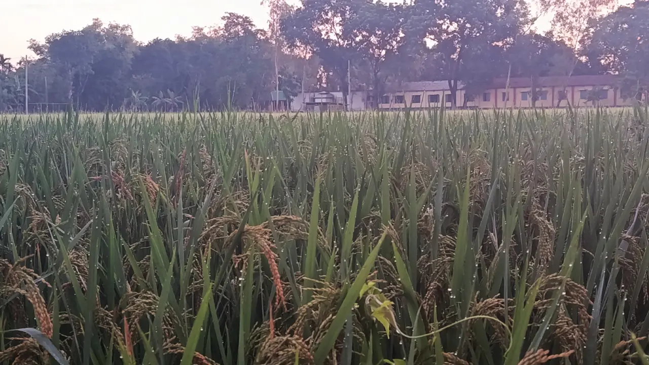 পঞ্চগড়ে বাড়ছে শীতের অনুভূতি
