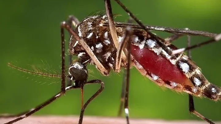ডেঙ্গুতে আরও ৪ জনের মৃত্যু