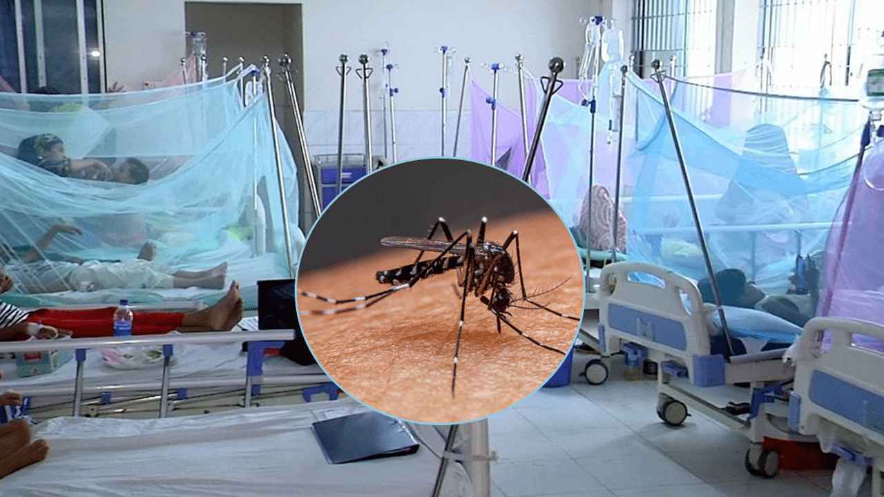 সর্বোচ্চ আক্রান্তের দিনে ডেঙ্গুতে আরও ৭ প্রাণহানি