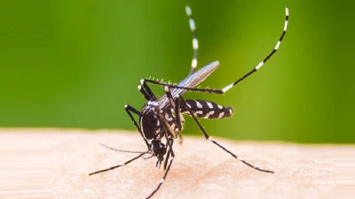 ২৪ ঘণ্টায় ডেঙ্গুতে মৃত্যু ৫, হাসপাতালে ভর্তি ১৯২০